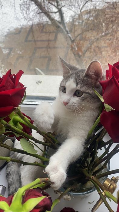 Отдам кошку в хорошую семью.