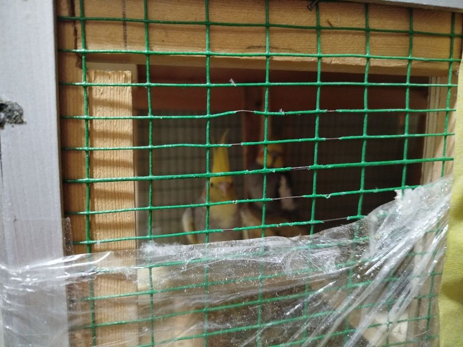 Korella sotiladi 2 dona