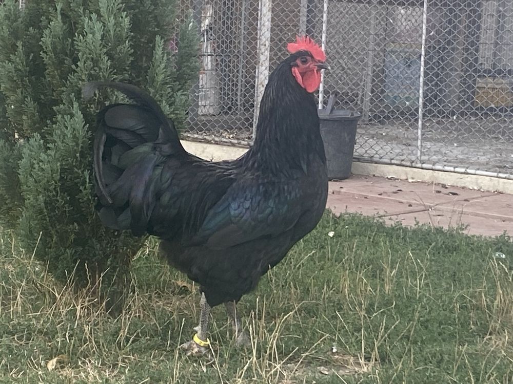 Vand cocosi australorp