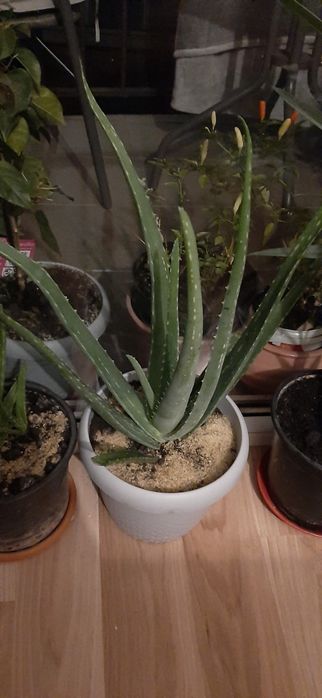 2xAloe Vera - planta suculenta - 35 cm