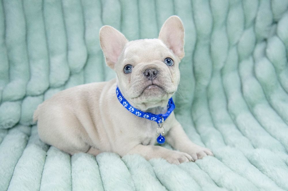 bulldog francez platinum