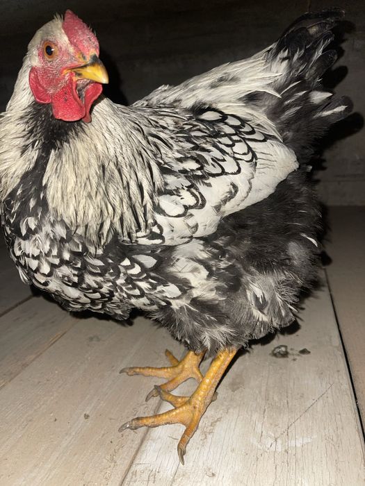 Vând cocos wyandotte argintiu