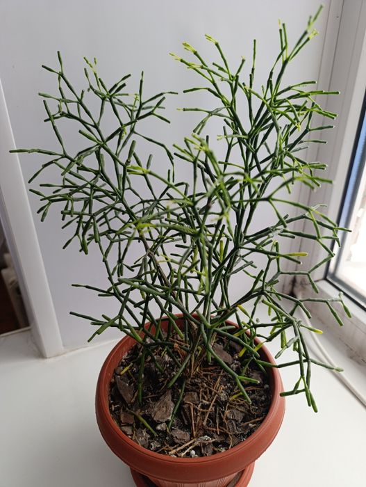 Продам цветок Хатиора