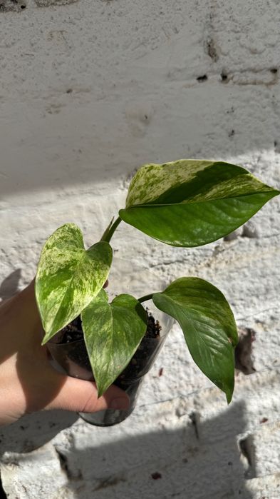 Эпипренумы сортовые, комнатные растения