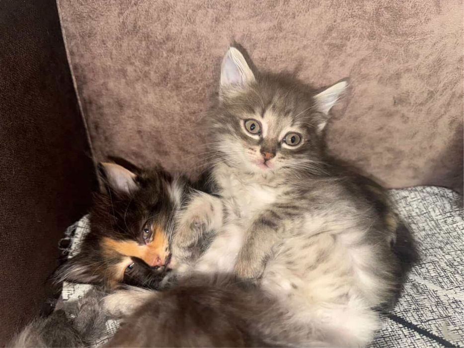 Отдам котят в добрые руки