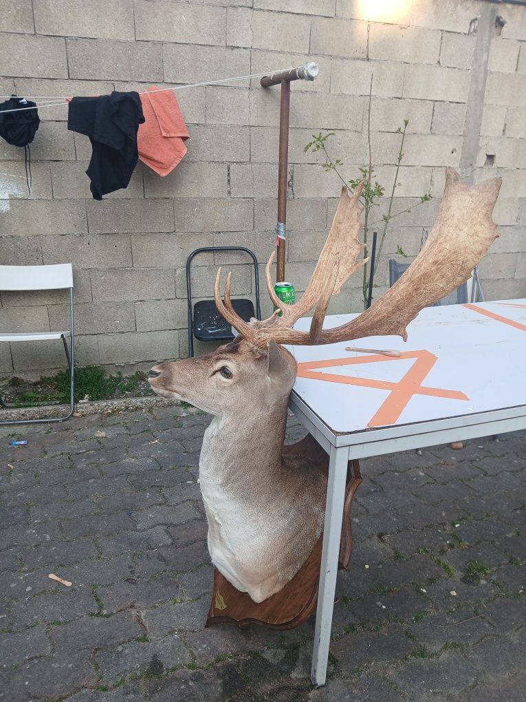 Trofeu naturalizat