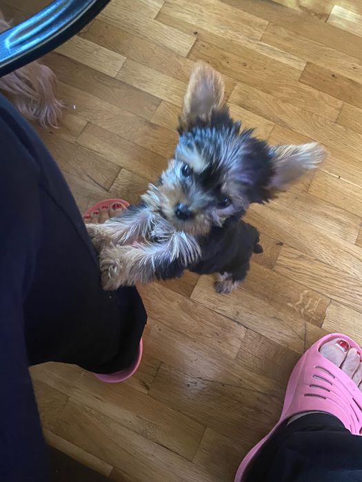 Бебе Йоркширски териер