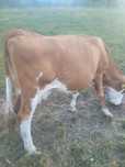 Vaca de vanzare cu lapte