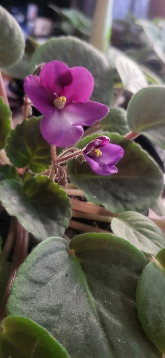 Фиалка классическая мини