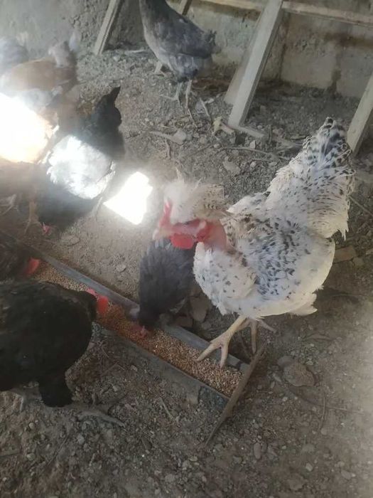 Петух голошейка продам.