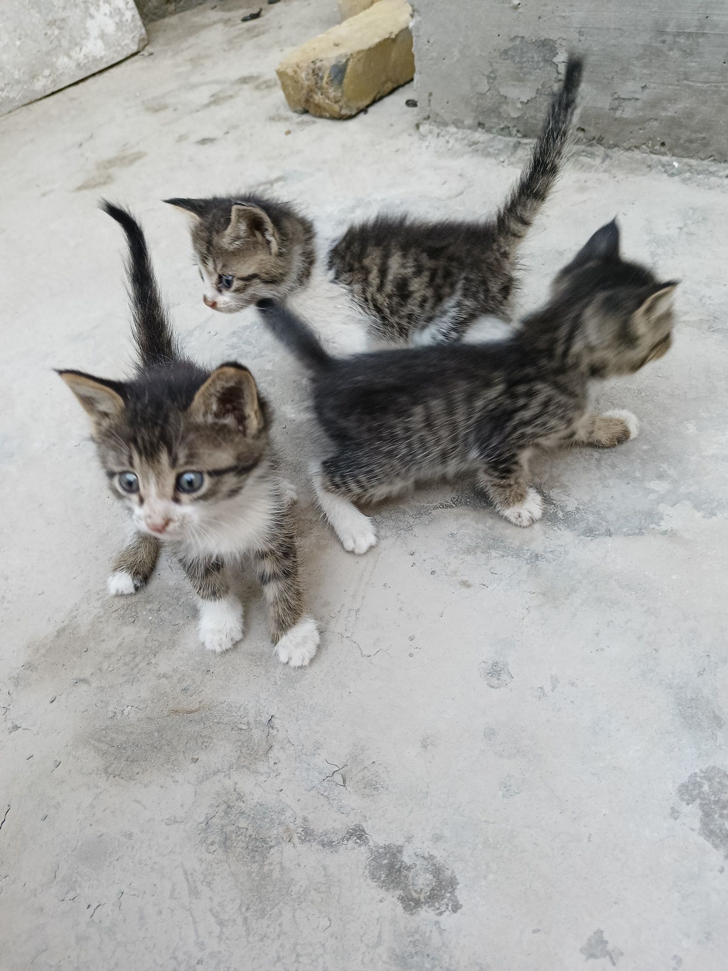 Кошки есть бесплатно