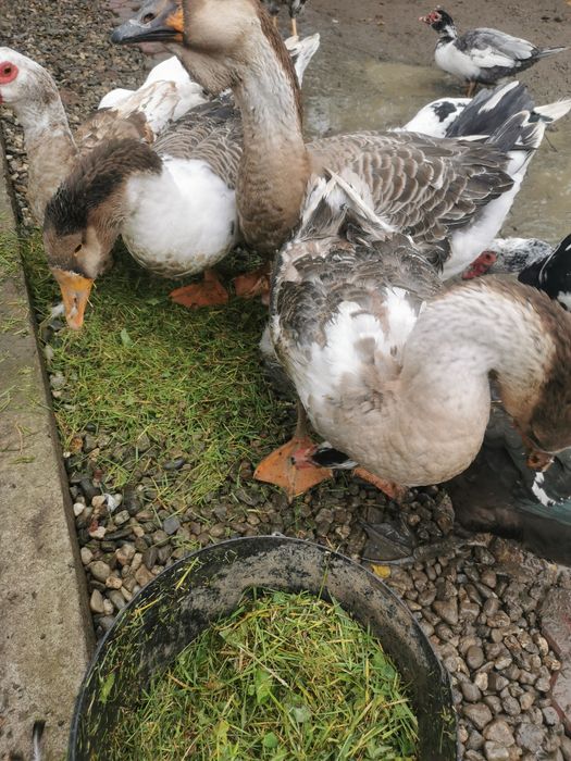 Gâște metis holmogor