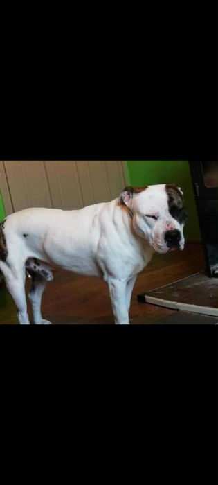 Кученца (питбулчета)