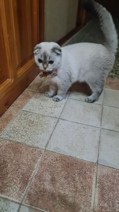 В наличии котёнок