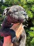 Pui Staffordshire bull terrier cu pedigree ACHR