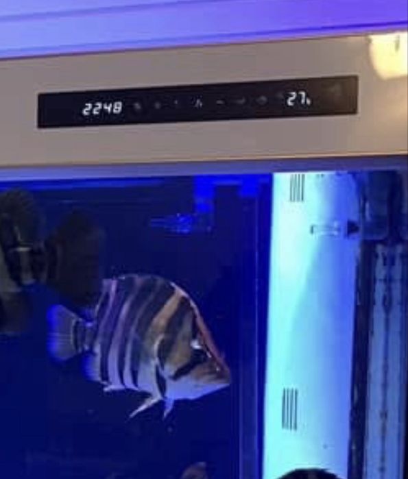 Cleair Aquatics akvariumlari uchun xizmat