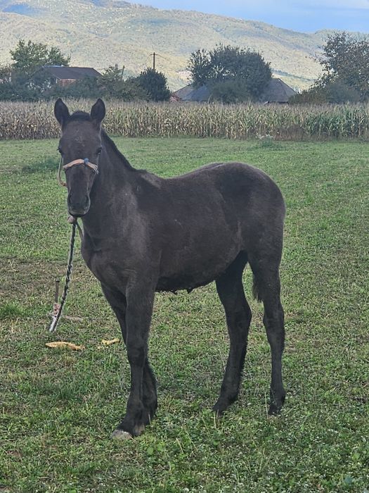 Mânză sura foarte cuminte