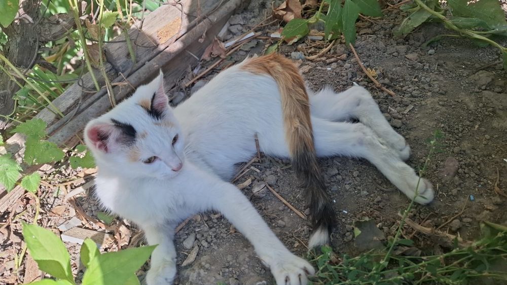 Кошкаааааа кошка