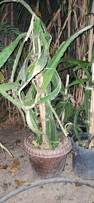 Питахайя - драконий фрукт