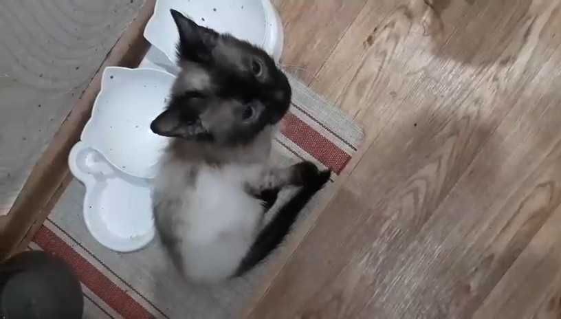 Подкинули котенка (девочка). Нужен дом!