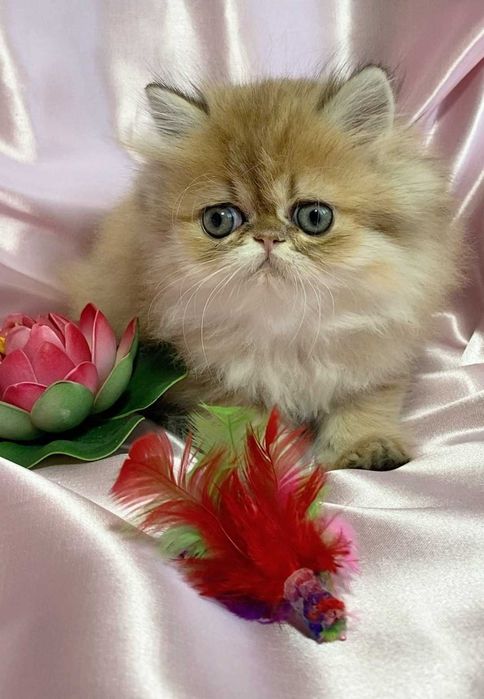 pisica persana chinchilla