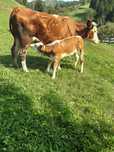 Vaca de vânzare cu vițel