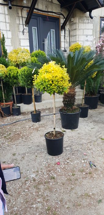 palmieri cycas. Pon pon. spirală
