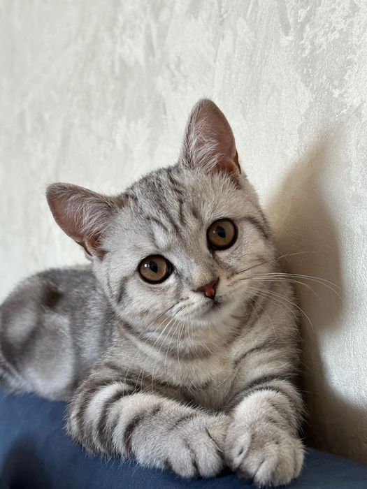 Британская длинношерстная кошка