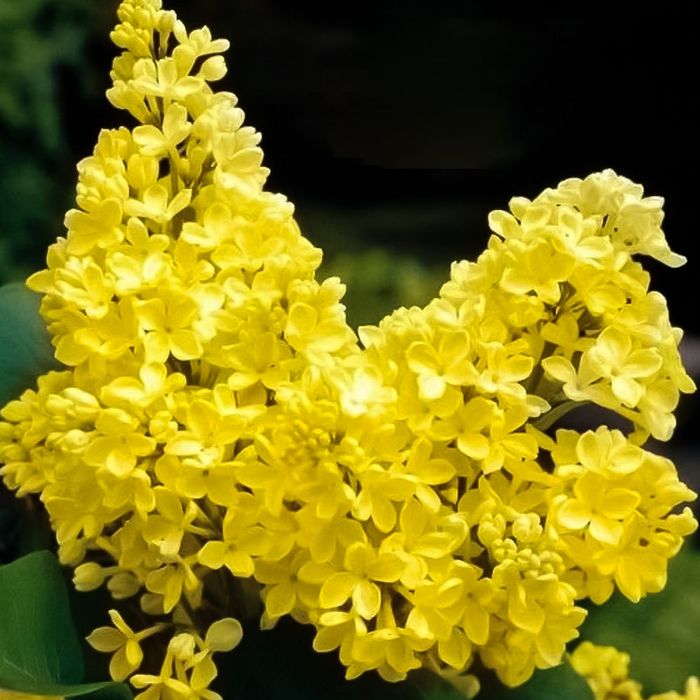 Liliac Galben Intens