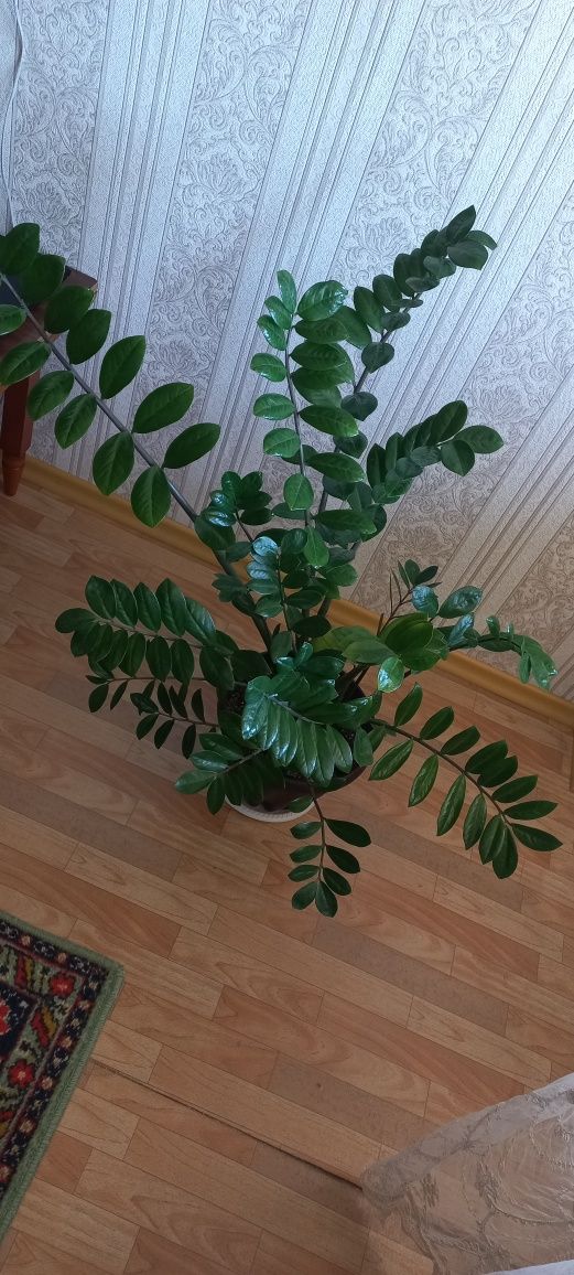 Продам долларовое дерево