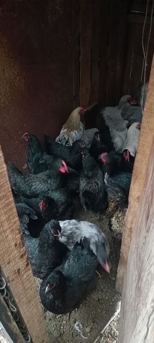 Puicuțe de vânzare