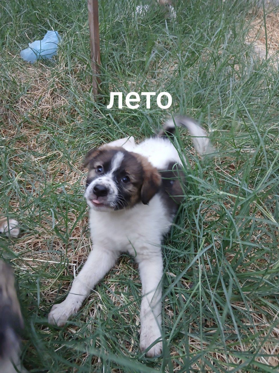 Щенки в хорошие руки