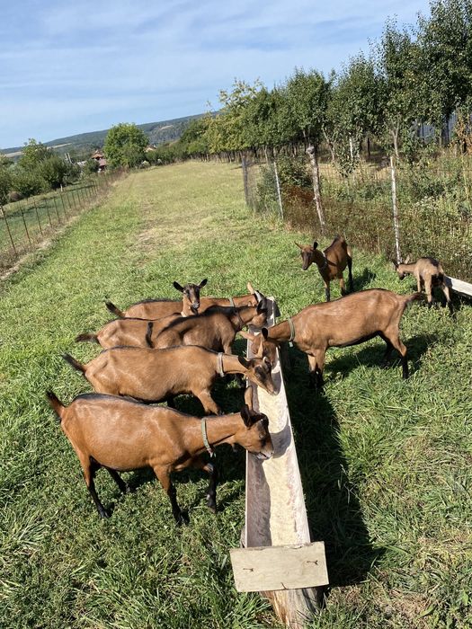 Alpine franceze de vanzare