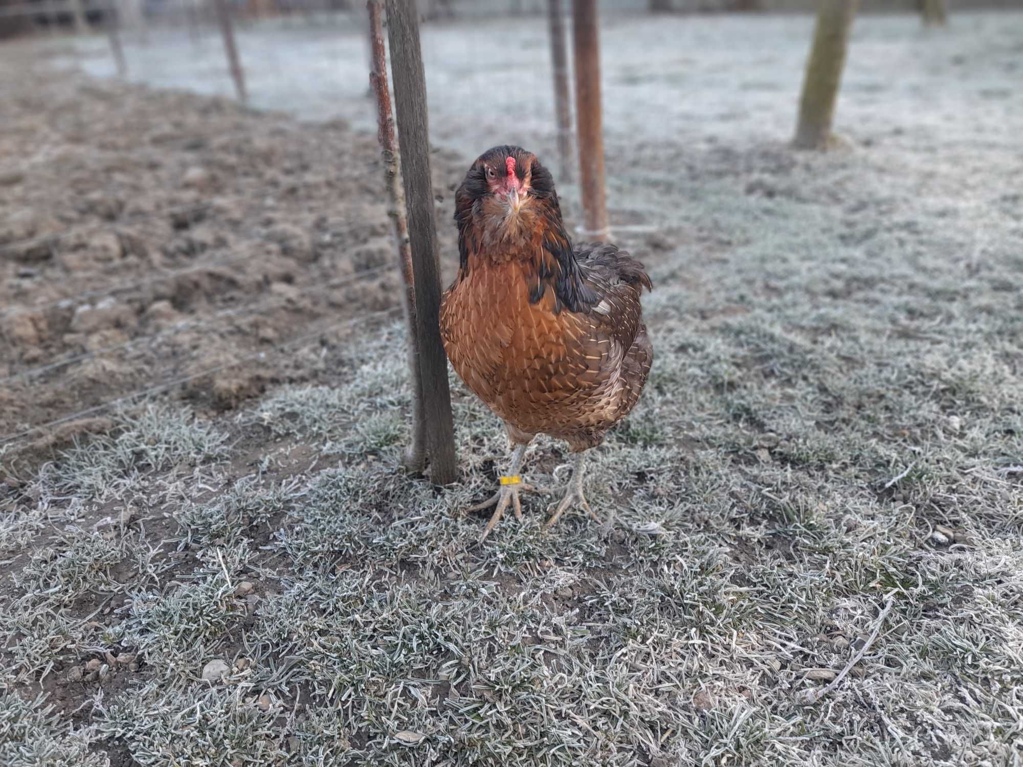 oua gaini araucana ( precomenzi )