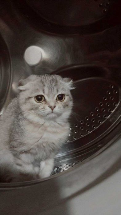 Продам кошечку котенка