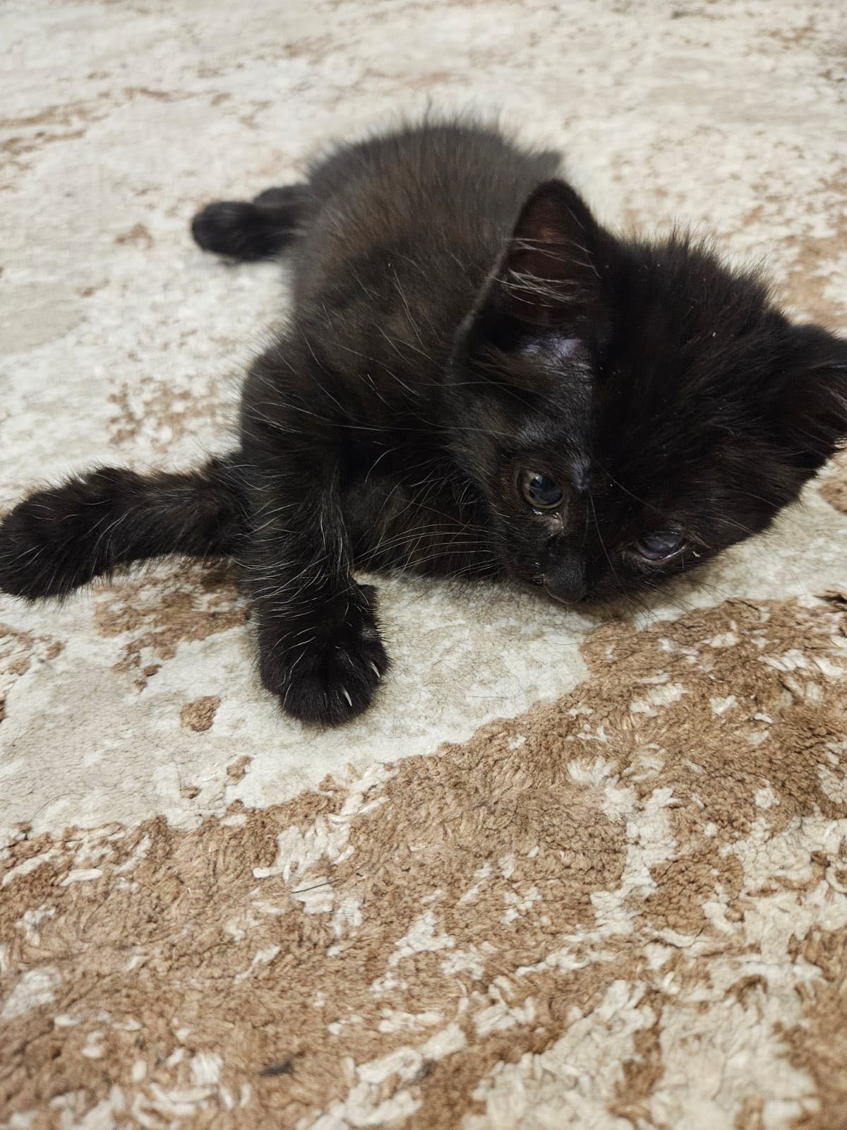 Котенок в добрые руки