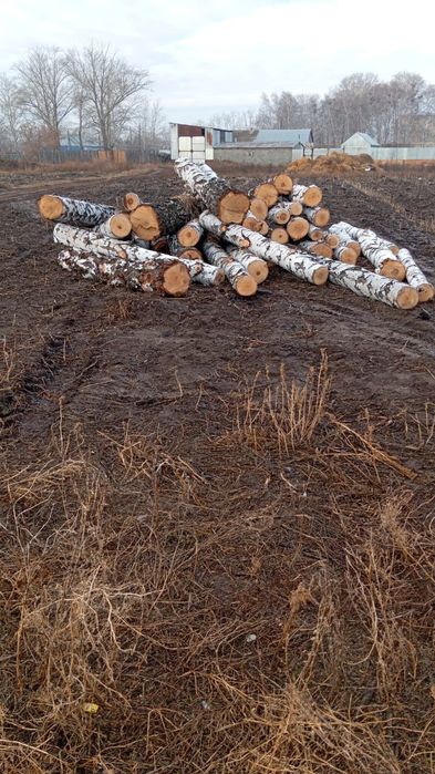 Лес пиловочник береза