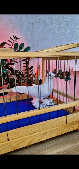 Голубей продам белых