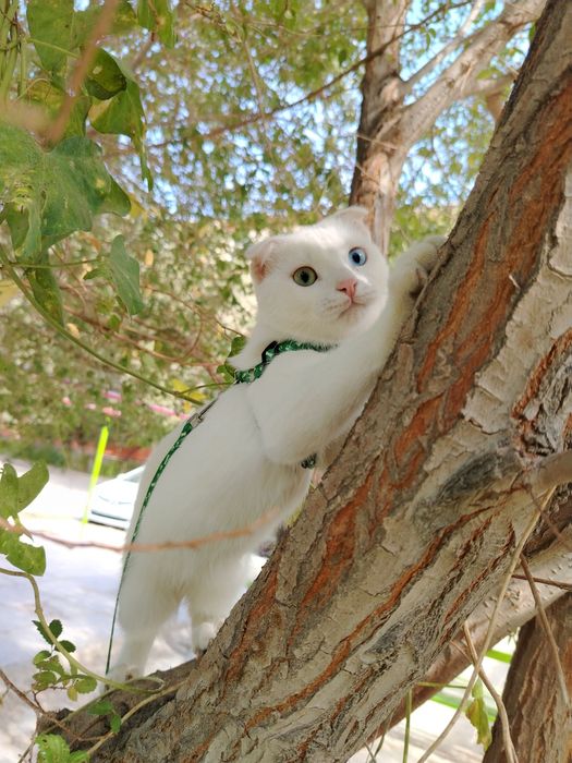 Пропала кошка по имени Арчи