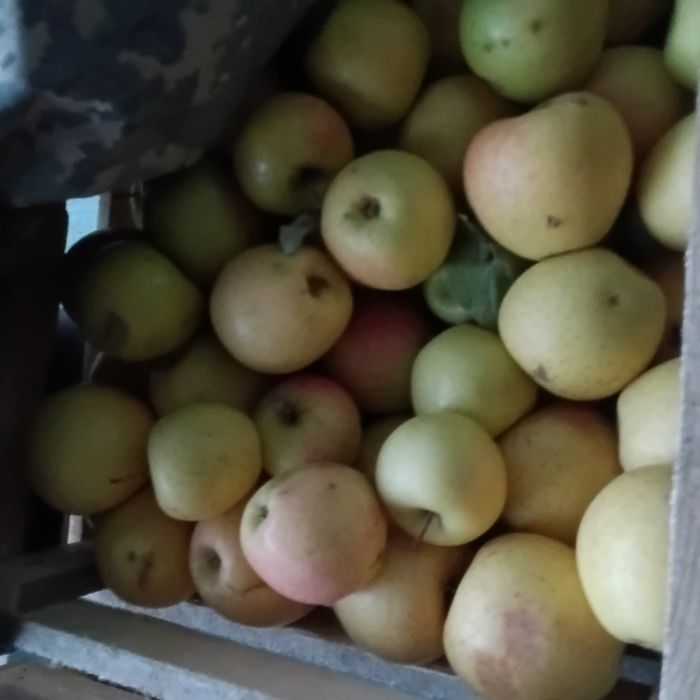 Продам яблоки золотой превосходный
