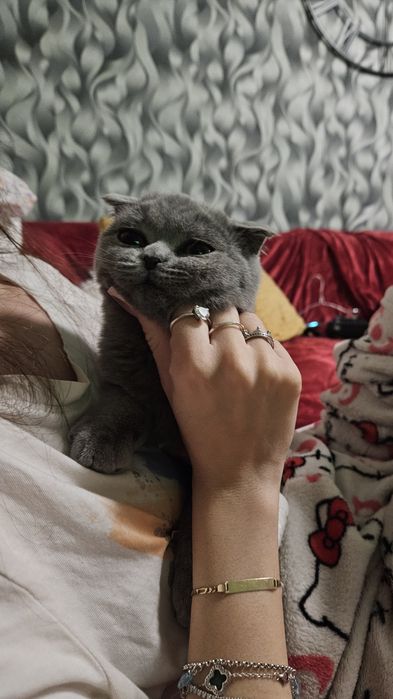 Fetita scottish fold blue