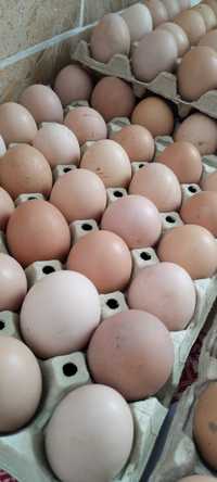 Vând oua de țară de găină și rață
