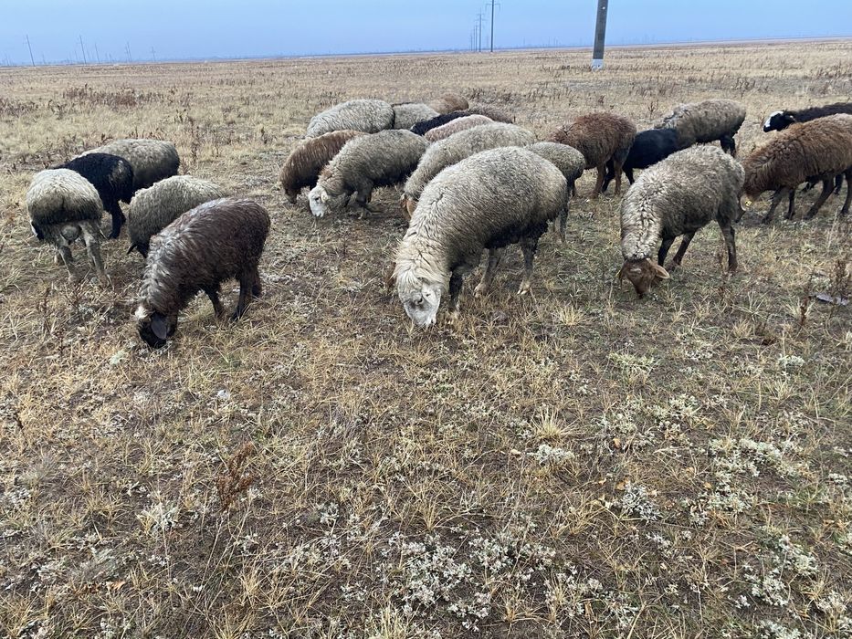 Қойлар тоқтылар қошқарлар сатылады