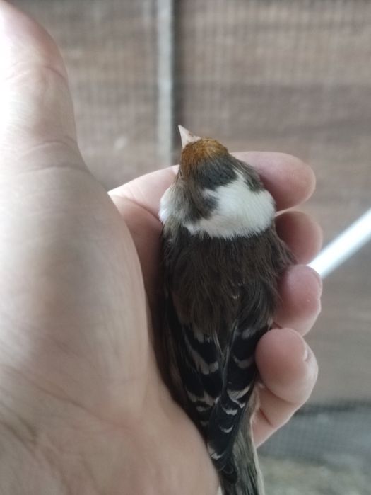 Diferite specii papagali și canari