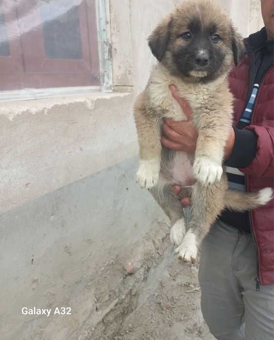 Кавказский  Авчарка сотилади