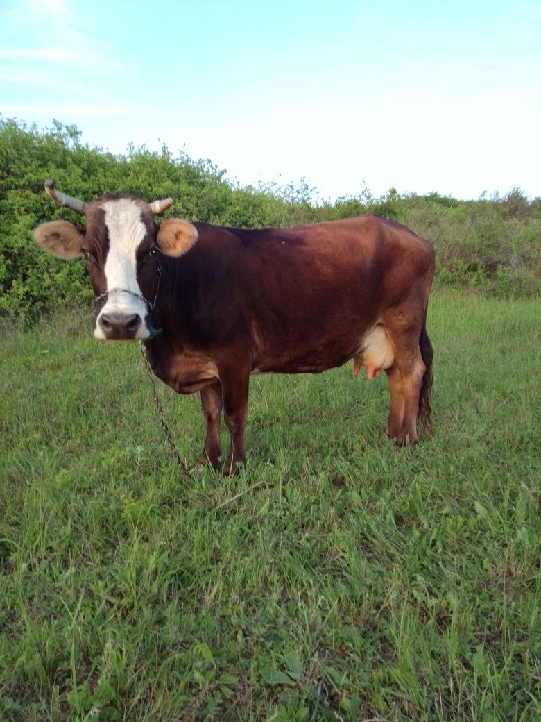 Vând. Vaca cu lapte