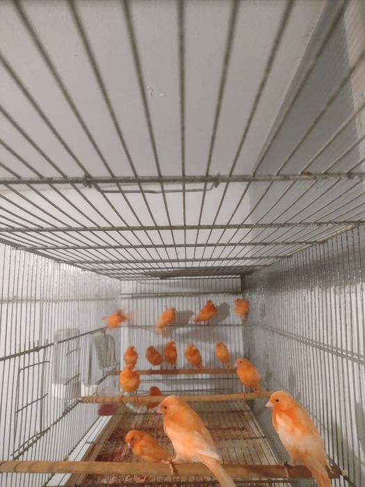 Vând canari roșii