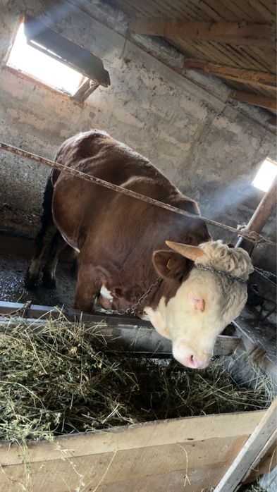 Vand vitel baltat german