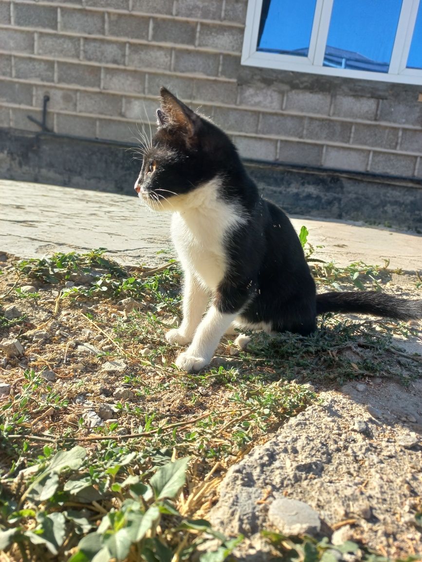 Mushukchalar bor. Есть котята. Бесплатно.
