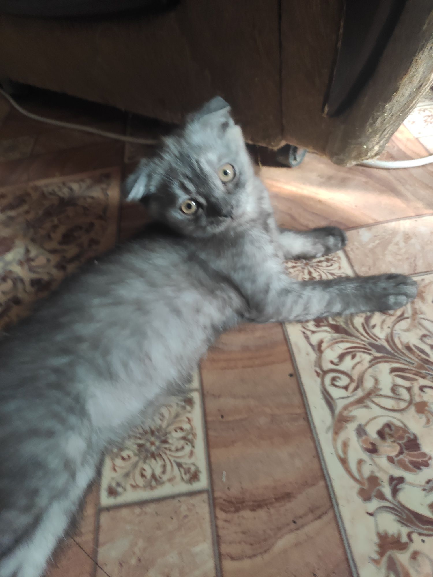 Продаются котята